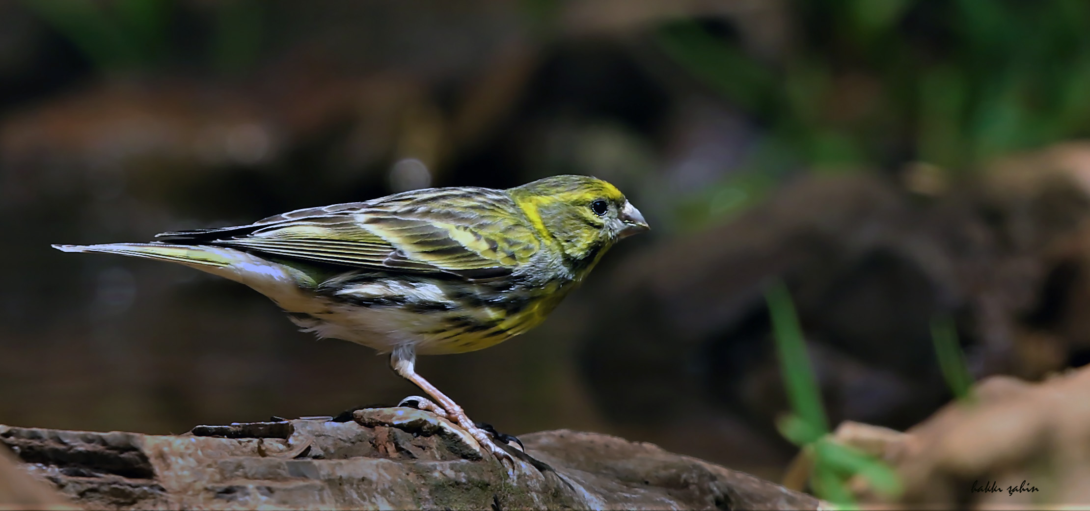 Eurasian Siskin